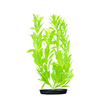   Marina Hygrophila Hellgreen, 30 